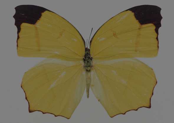 蝴蝶 117(点击浏览下一张趣图)