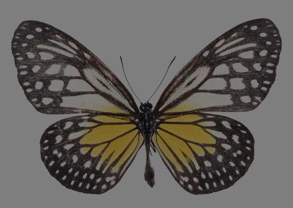 蝴蝶标本图片(点击浏览下一张趣图)