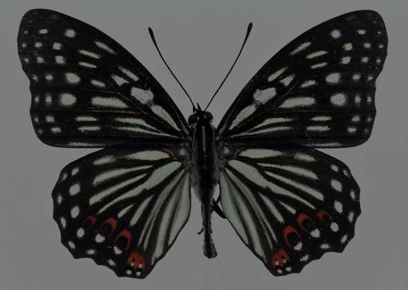 蝴蝶 1(点击浏览下一张趣图)