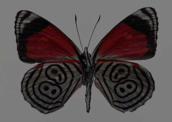 蝴蝶图片(点击浏览下一张趣图)
