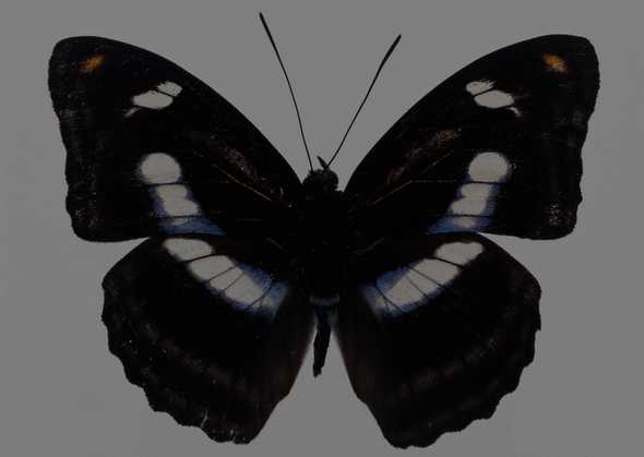 蝴蝶图片(点击浏览下一张趣图)