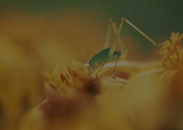 昆虫图片 12(点击浏览下一张趣图)