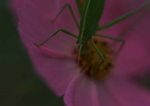 昆虫图片 33(点击浏览下一张趣图)