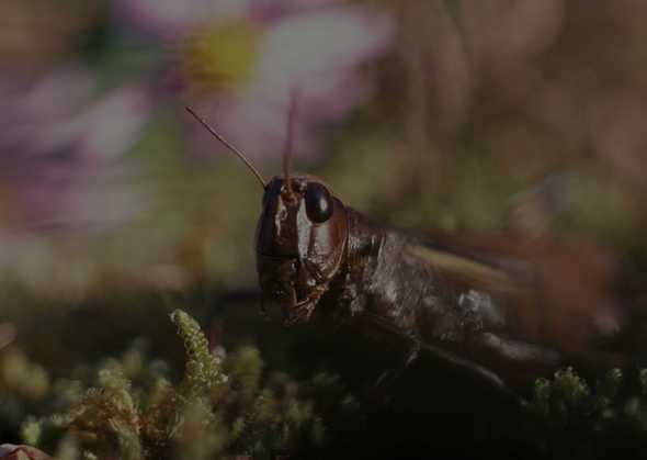 昆虫图片 60(点击浏览下一张趣图)