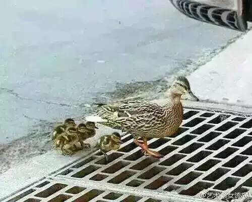 鸭子妈妈带着小鸭子们过下水道 小鸭子全部掉下去了(点击浏览下一张趣图)