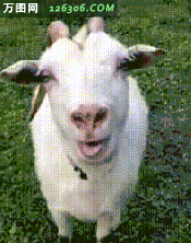 一只山羊舔舌头的搞笑动态图片(点击浏览下一张趣图)