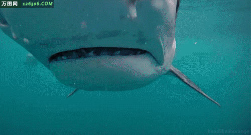 大白鲨张嘴动态图片(点击浏览下一张趣图)