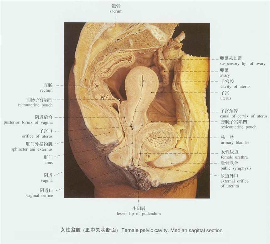 人体解剖实物图女性生殖系统(点击浏览下一张趣图)