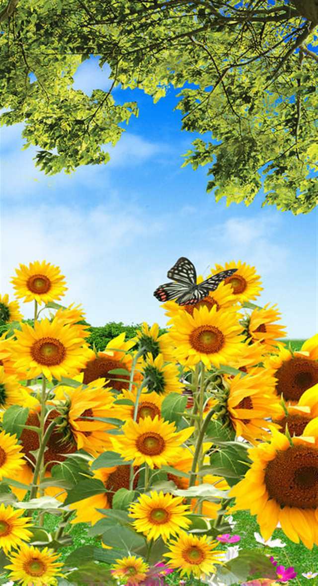 大树下的一片黄色向日葵和蝴蝶(点击浏览下一张趣图)