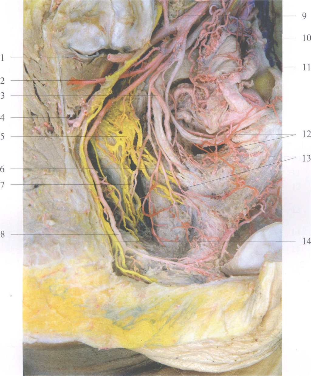 8阴部内动脉internal pudendal(点击浏览下一张趣图)