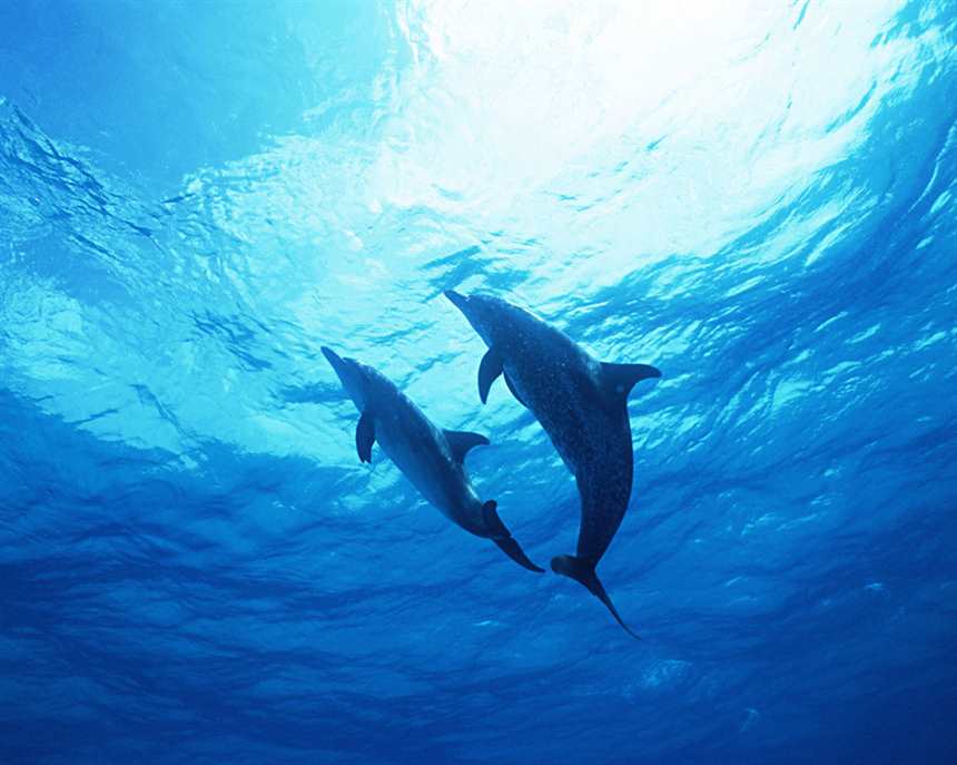 活泼可爱 海豚写真绝美壁纸欣赏(点击浏览下一张趣图)