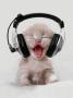 听音乐的猫咪
