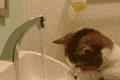 可爱的小猫玩水管 小猫搞笑动态图片
