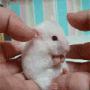 可爱的小白鼠 动物搞笑动态图 