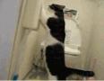 厕纸都被这坏猫给弄玩了 搞笑的小猫图片