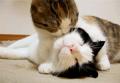 两只小猫相互舔吻 小猫搞笑gif图片 