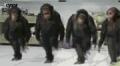 4个猩猩的舞步 搞笑动物图片