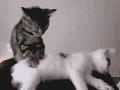 按摩的两个小猫 小猫搞笑图片