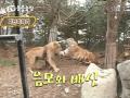 狮子vs老虎 动物gif图片