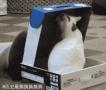 盒子里的猫 搞笑小猫图片