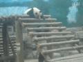 搞笑的两熊猫兄弟