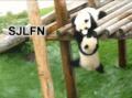 使坏的熊猫兄弟 熊猫搞笑图片