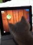 可爱小猫玩电脑游戏 可爱小猫图片