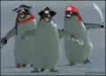 加勒比海盗版企鹅 企鹅搞笑动态图片