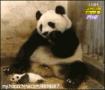 搞笑的熊猫妈妈生怕压到熊猫宝宝 熊猫搞笑表情图片