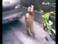 裸体男子当街跳艳舞 搞笑的小孩图片