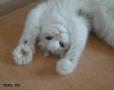 超级可爱的猫咪心形猫掌 可爱小猫图片