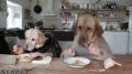 你能看出是人还是狗在吃饭吗 搞怪雷人动态图片