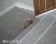 可爱的小狗上楼梯