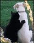 小猫帮小狗抓背 搞笑动物图片