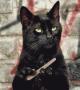 修指甲的黑猫 动物搞笑动态图片