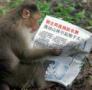 猴子看报纸 昨晚群主跳脱衣舞