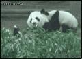 动物园可爱的熊猫翻跟头