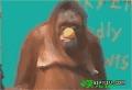 搞笑的母猩猩偷吃苹果