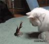 螃蟹大战小猫现实版