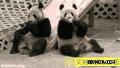搞笑的两个熊猫吃东西：亲，我的吃完了，把你的给我点吧？” “边儿去…….gif