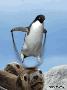 搞笑的小企鹅站在海豹头上跳绳