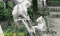 搞笑的两个小猫在梯子上打架：挠挠挠挠你.”“一掌拍死你“.gif