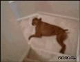 超级搞笑的狗狗躺着下楼梯
