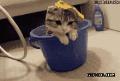 可爱的小猫要洗澡了：不是说给我洗澡的么。。主银去哪儿啦.gif