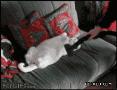 可爱的小猫动态图片：又白又大又肥又懒的大猫咪。喜欢吗？.gif