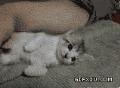 超级搞笑可爱的小猫：挣扎着，挣扎着，就睡着了…….gif