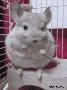 超级可爱的小老鼠：天然呆什么的最可爱了！