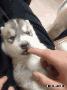 可爱的小狗动态图片：被一只小愤青吸住手指头的感觉！萌死人拉~.gif