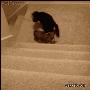 搞笑的狗狗：好朋友就是在你爬不上楼梯的时候努力把你推上去~.gif