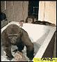 搞笑的猩猩墙洗澡盆：嘿，伙计，咱们一起洗吧....去你丫的.....gif